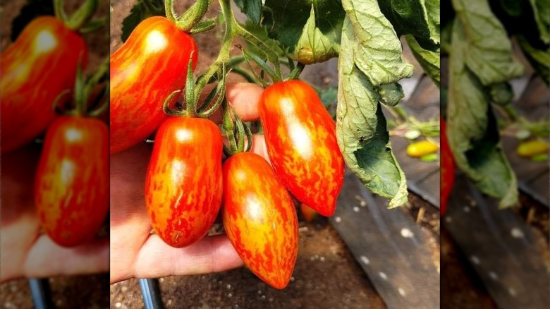 Prairie Fire tomatoes on plant