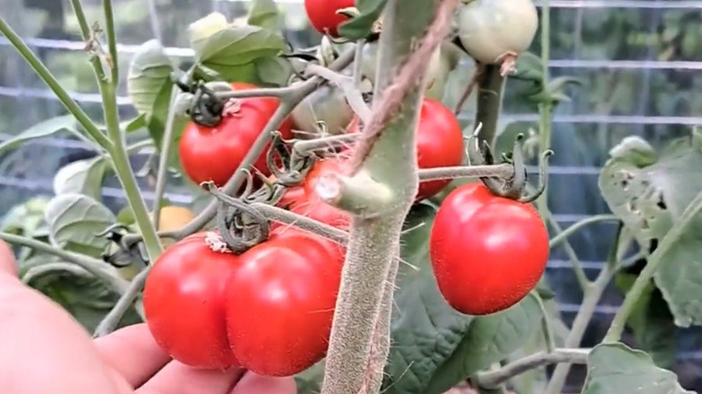 Quedlinburger Frühe Liebe tomatoes on plant