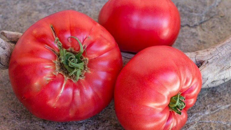 Severnye tomatoes