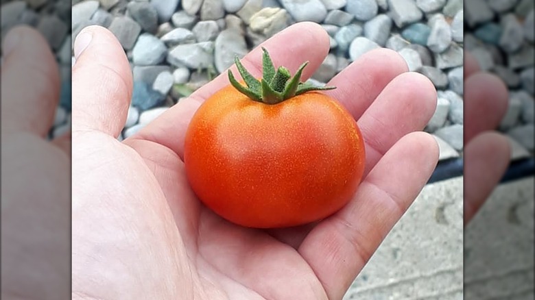 Sub-Arctic Plenty tomatoes