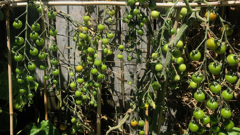 Green Sugar Baby tomatoes growing on trellised plant