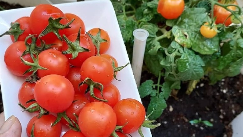 Closeup of Tiny Tim tomatoes on white dish and on plant