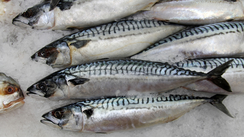 Mackerel fish on ice