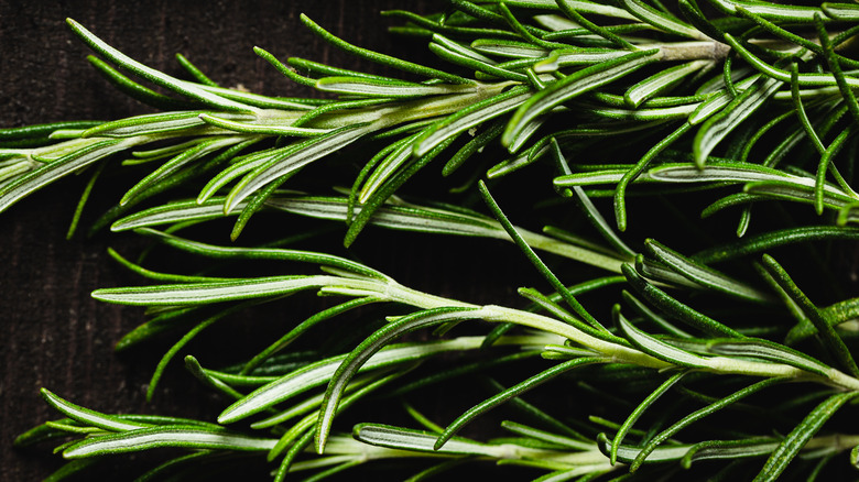 several rosemary sprigs