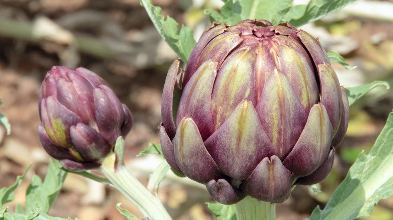 Close-up of globe artichokes