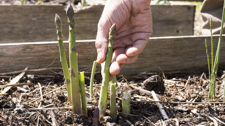 Young asparagus shoots in a bed