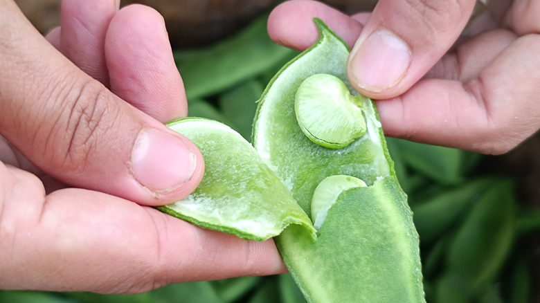 A grower opening a lima bean pod