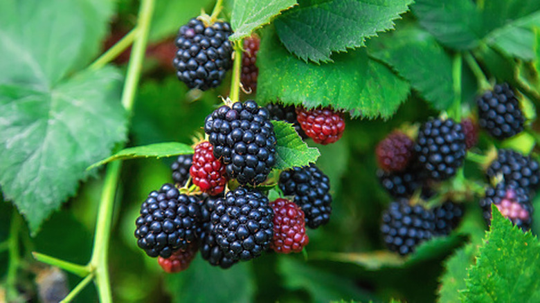 Blackberries growing on the plant