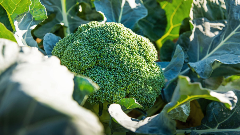 Broccoli growing in a garden
