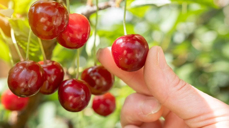 Hand picking ripe cherries from a tree