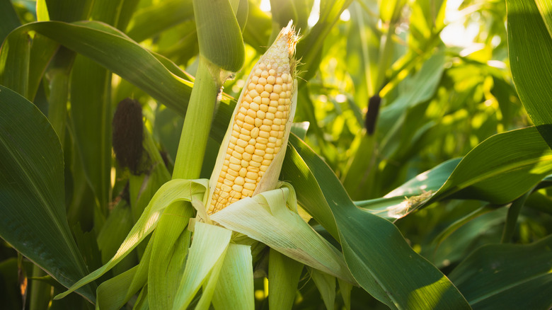 Close up of corn in a green field