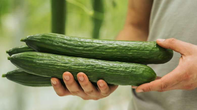 Somone holding fresh, harvested cucumbers