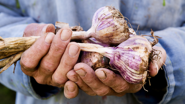 Grower holding a garlic crop in their hands