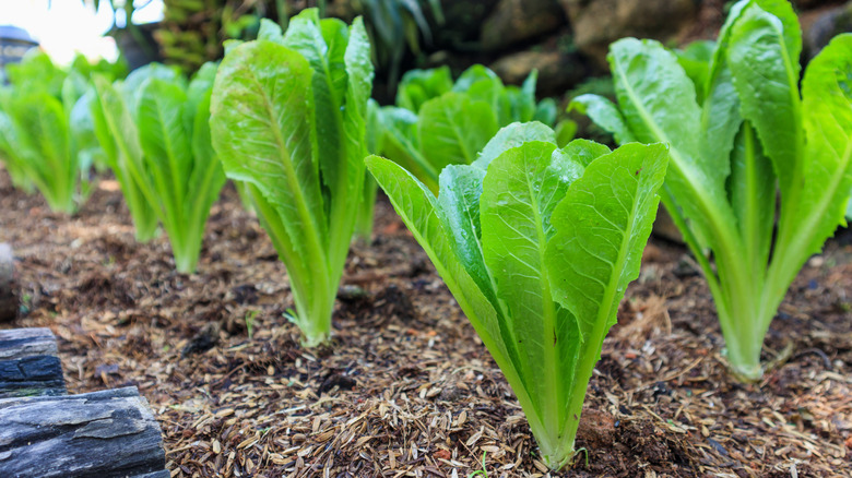 Romain lettuce in a garden