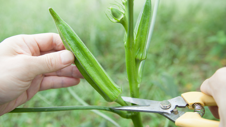 Harvesting okra from the plant