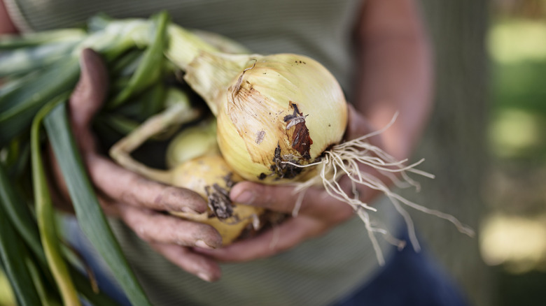 Bunch of freshly picked onions