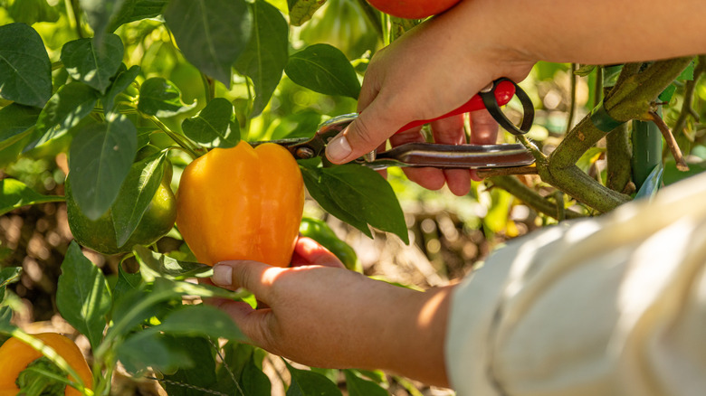 Someone harvesting a yellow pepper from a plant