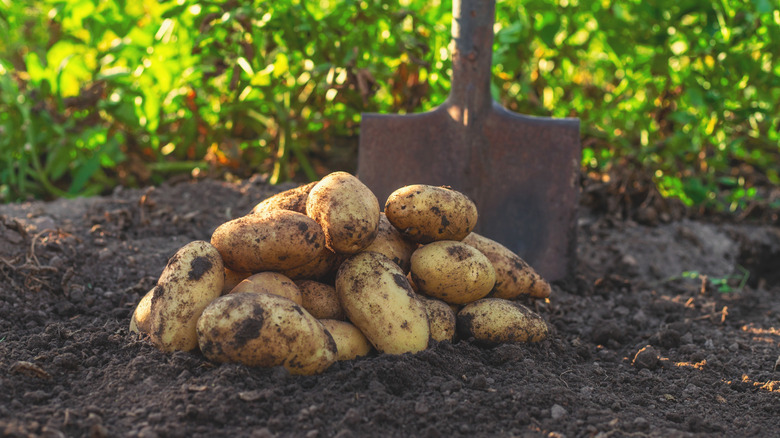 Pile of harvested potatoes in a garden