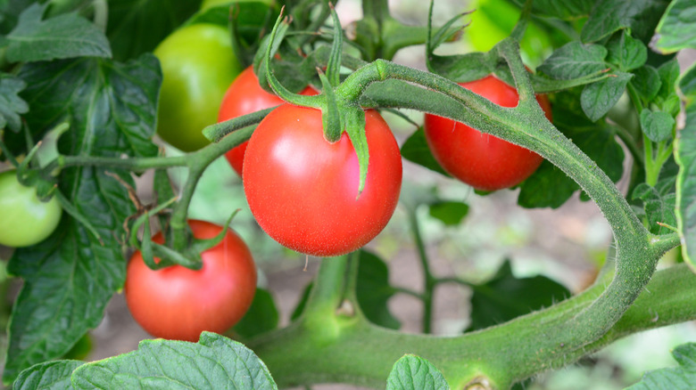 Tomatoes ripening on the vine