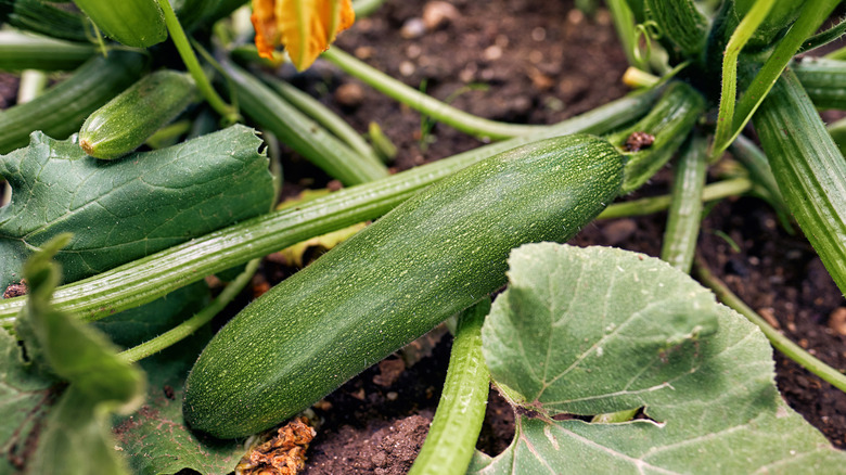 Flowering zucchini in a vegetable garden