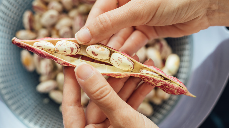 opening cranberry bean pod