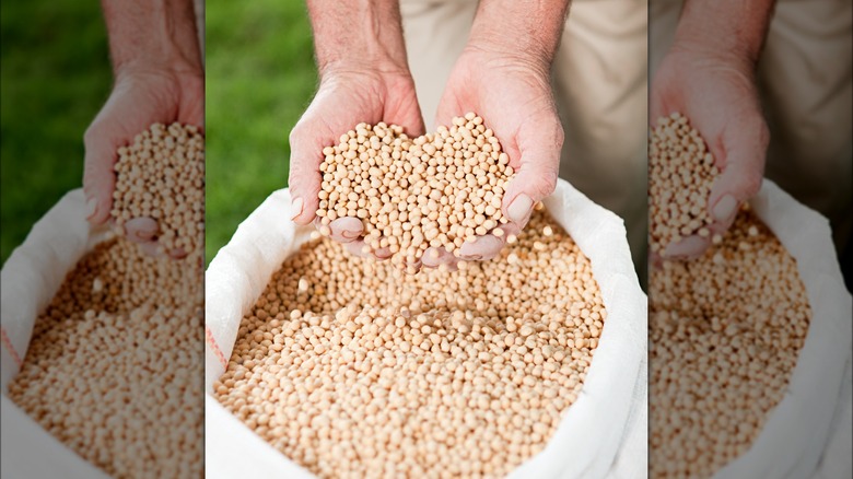 hands holding soybeans