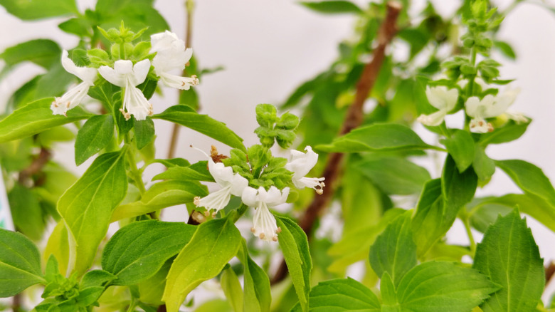 Close-up of flowering basil
