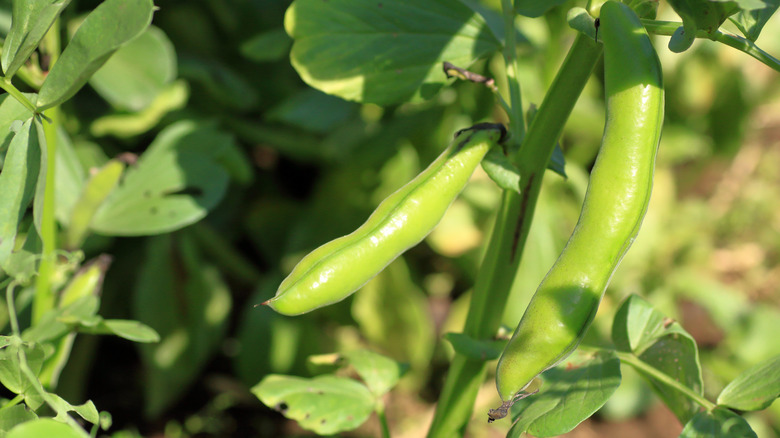 Fava beans on the vine