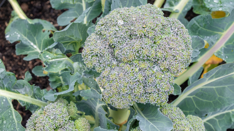 Broccoli growing in a garden