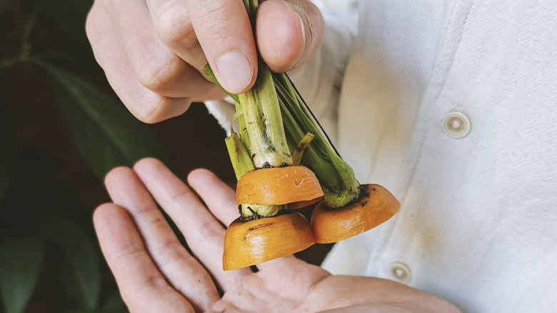 Hands holding three carrot tops
