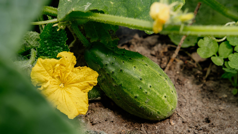 Cucumber growing on the vine