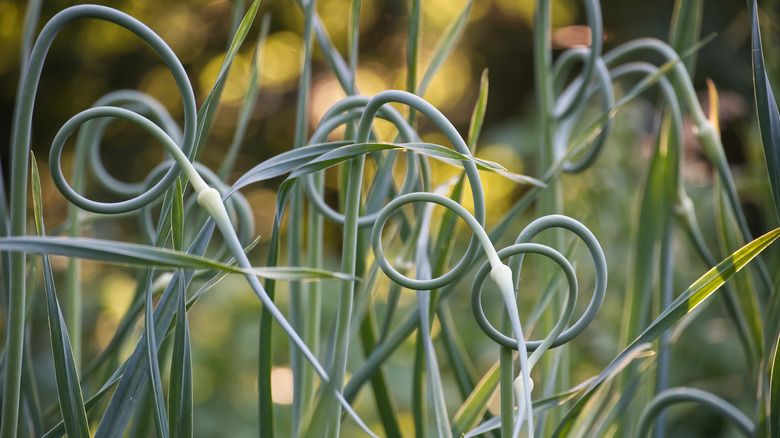 Close-up of garlic scapes in a garden