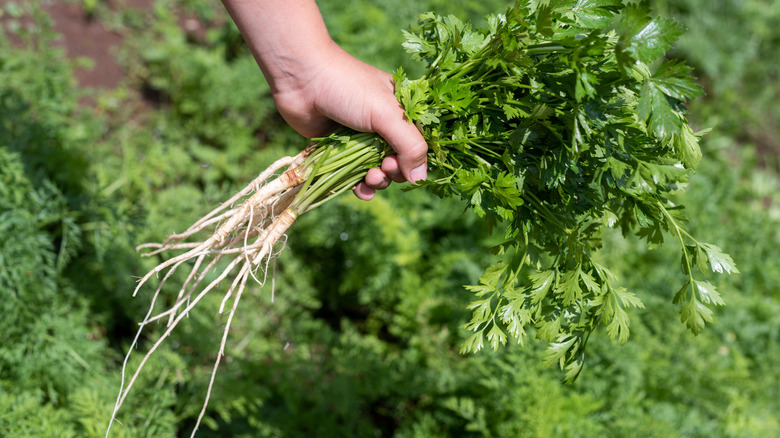 Hand holding a bunch of parsely roots