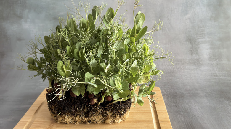 Pea microgreens on a wooden chopping board