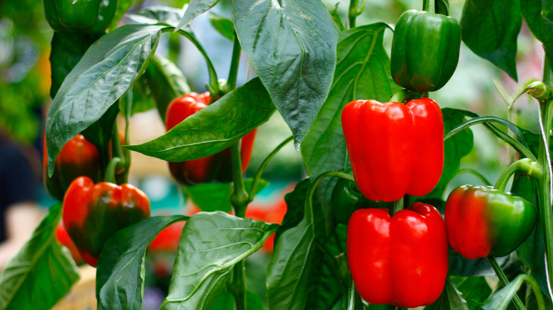 Bell pepper plants with leaves and fruit