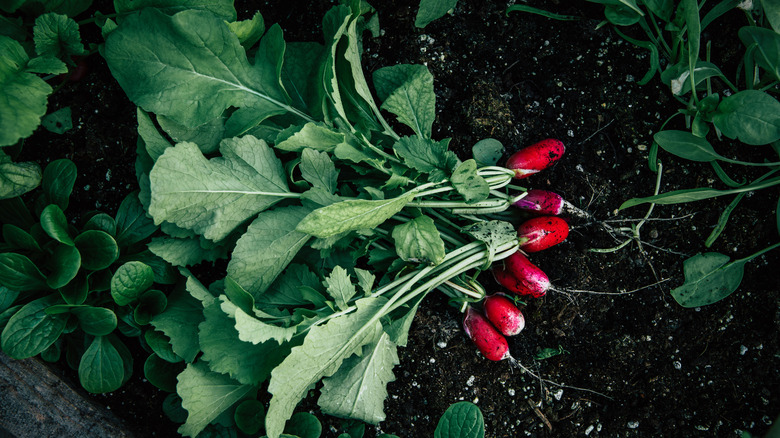 Radishes with leaves on soil