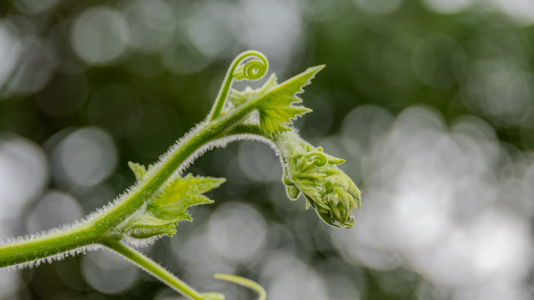 Squash shoot with curling tendril