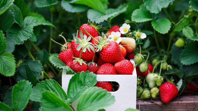 Fresh strawberries in a white basket