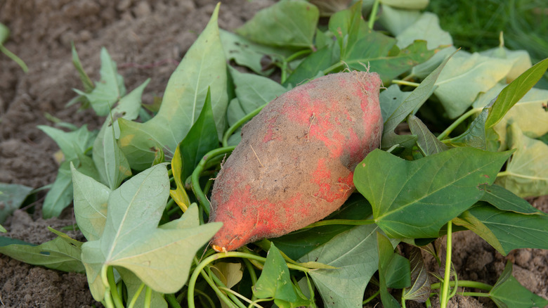 A sweet potato sitting on top of leaves