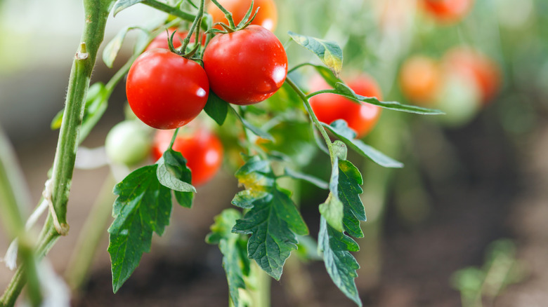 Tomato plants in a greenhouse