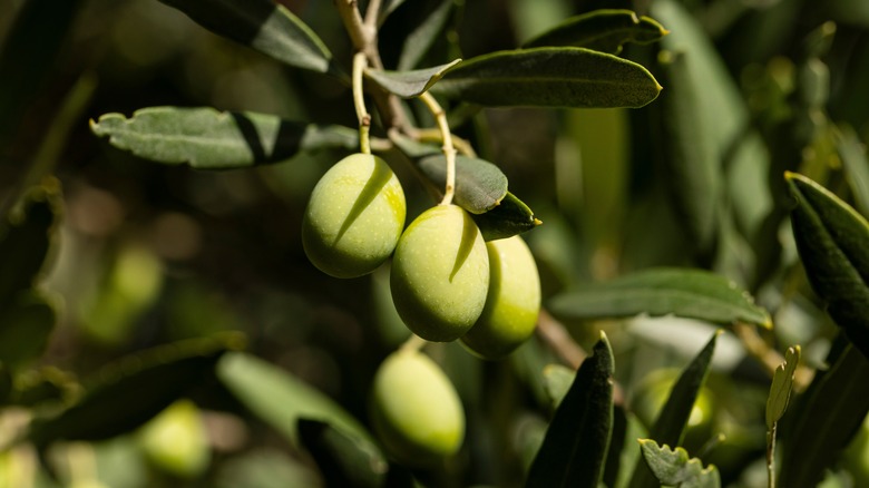 Olives of the empeltre variety, still green enough to be harvested, at the beginning of autumn, in Campo de Borja, Zaragoza, Spain