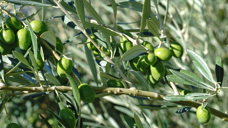 Hojiblanca Olives on a tree in Spain
