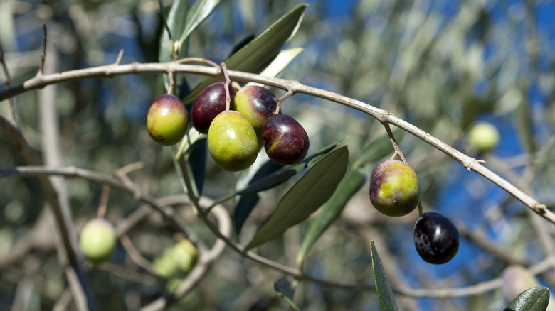 Olive tree and a close up of olives, ligurian olives