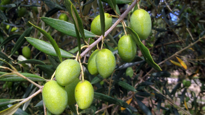 Picholine olives on the tree