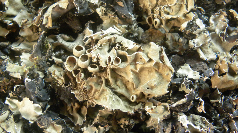 A close-up of dagad phool spice