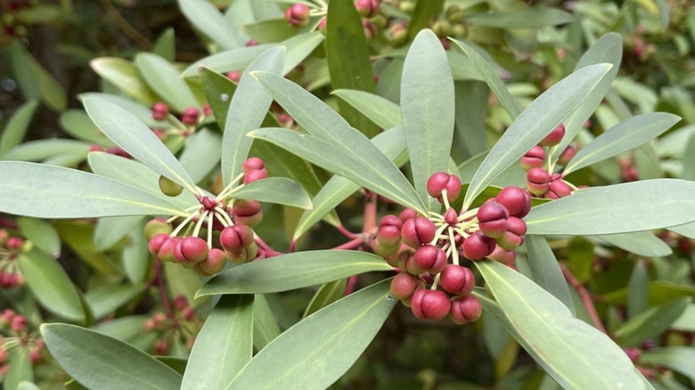 A close-up of the mountain pepper tree in fruit