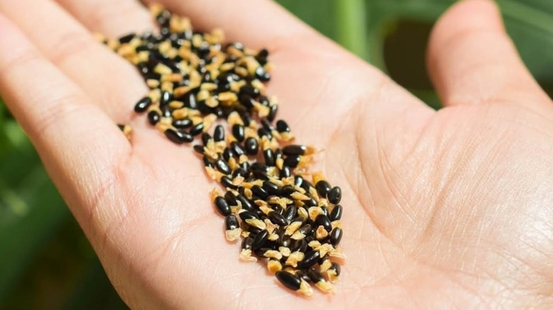 Close up of wattleseed on a human palm