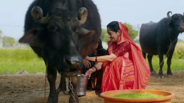 An Indian woman wearing a red traditional saree milking a buffalo outdoors in a farm