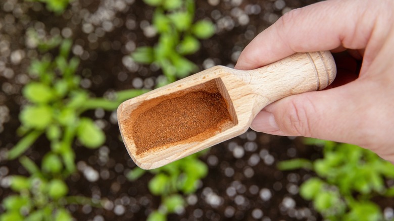 sprinkling cinnamon in garden