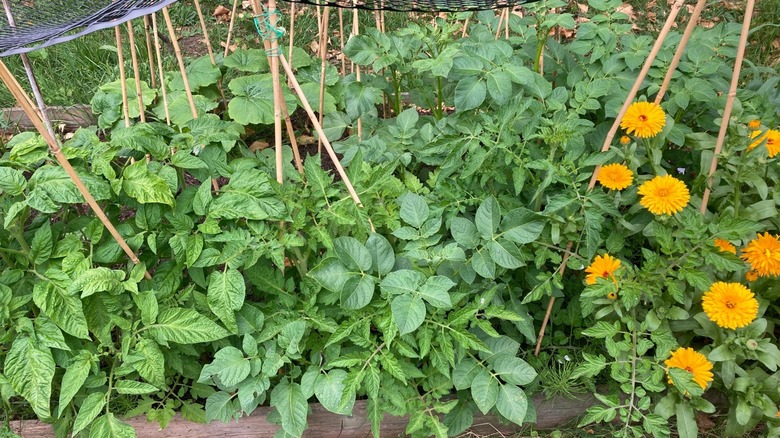 companion planting with tomato plants